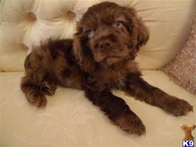 American Cocker Spaniel Puppies